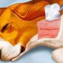 Dog Hospital 2 dog hospital 1